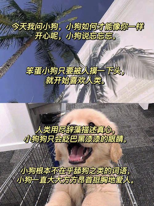 小狗今天草到主人了吗小说,网友：当幽默与温情交织